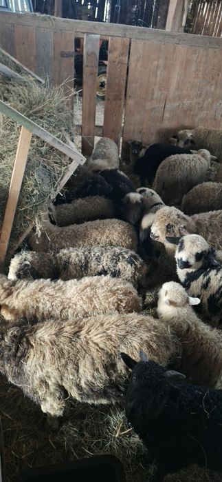 Sprzedam piękne jagnięta