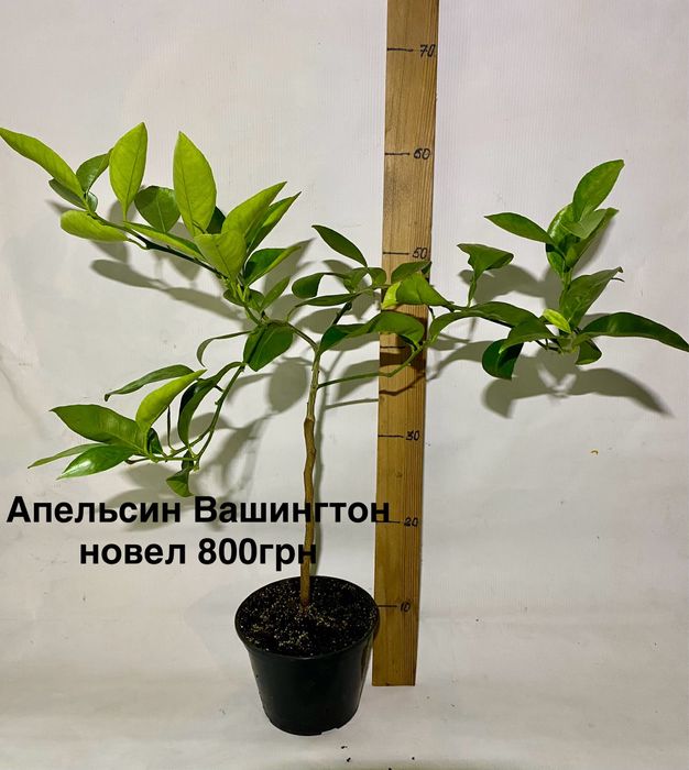 Клементин кумкват апельсин