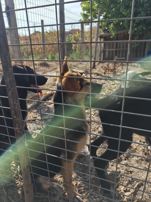 Cães para doar/ 2 machos / 1 fêmea
