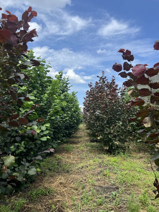 Будинок з свіжим ремонтом 8 км. від м. Здолбунів