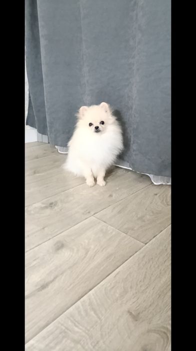 Міні померанчік хлопчік