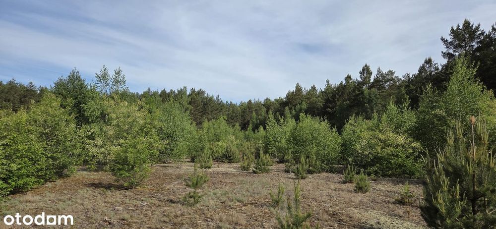 Działka budowlana 2250 m² blisko lasu