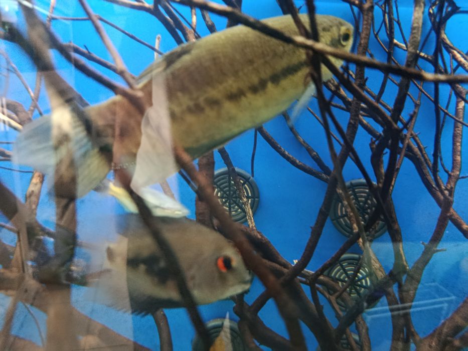 Gourami snakeskin