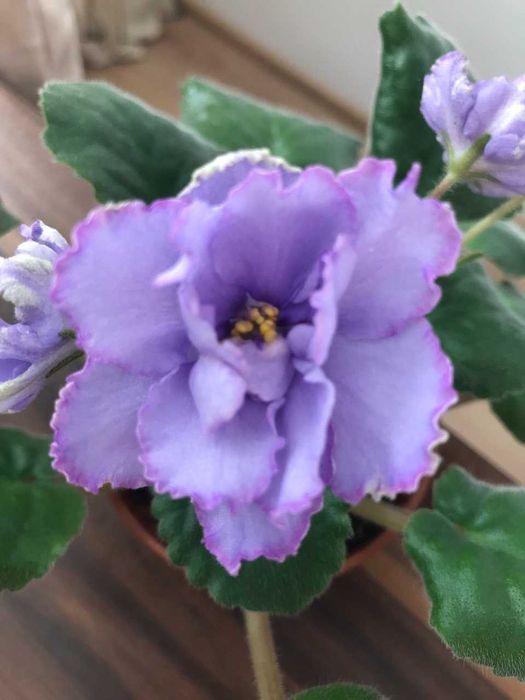 Fiołek afrykański „EK Niebiańska Glazura” – listek, sadzonka