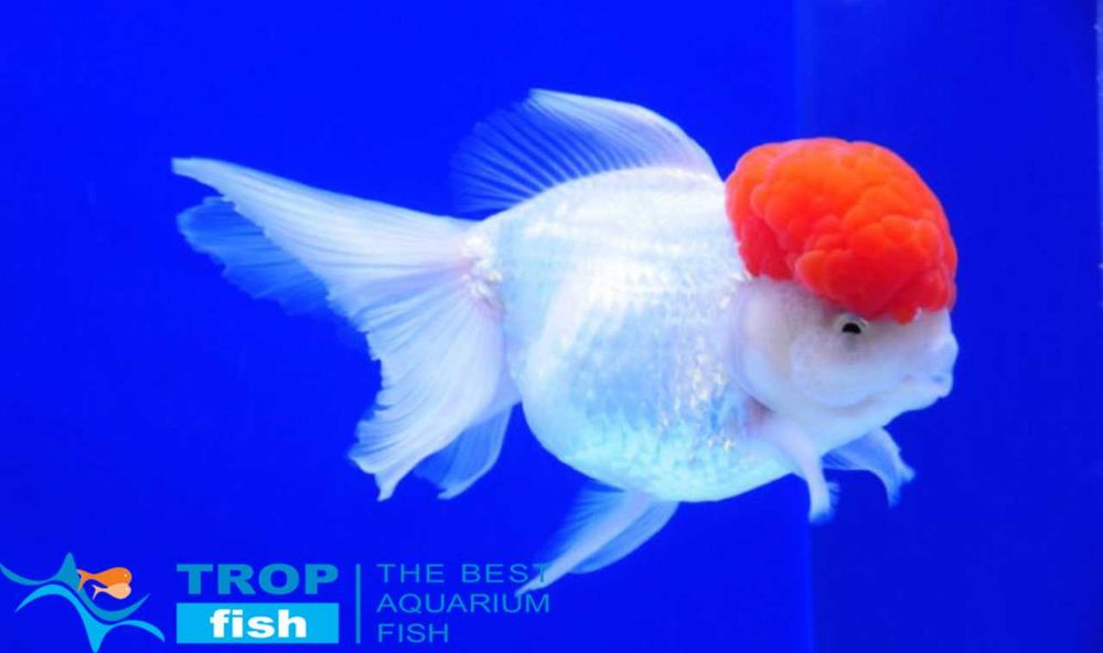 Червона шапочка 4-5см