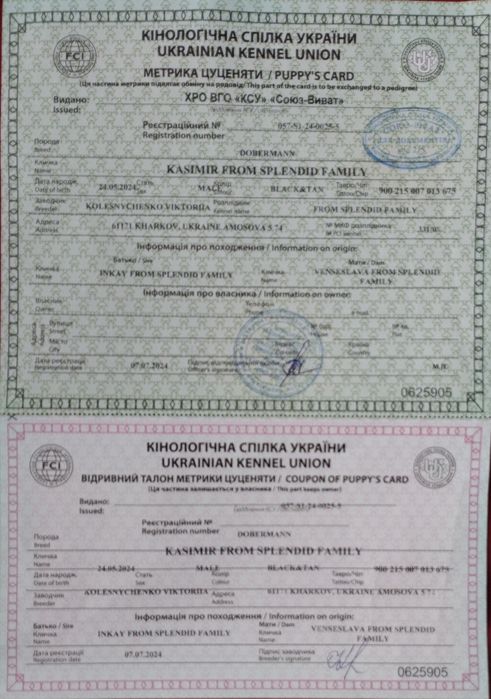 Доберман. В'язка