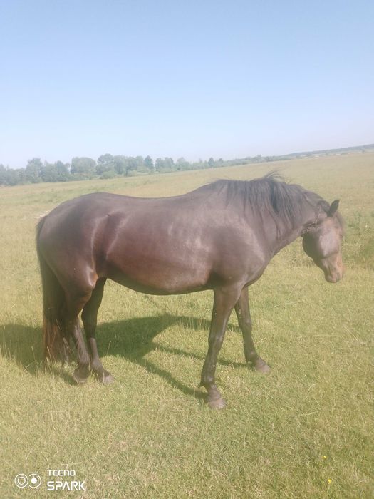 Продам кобилу у добрі руки