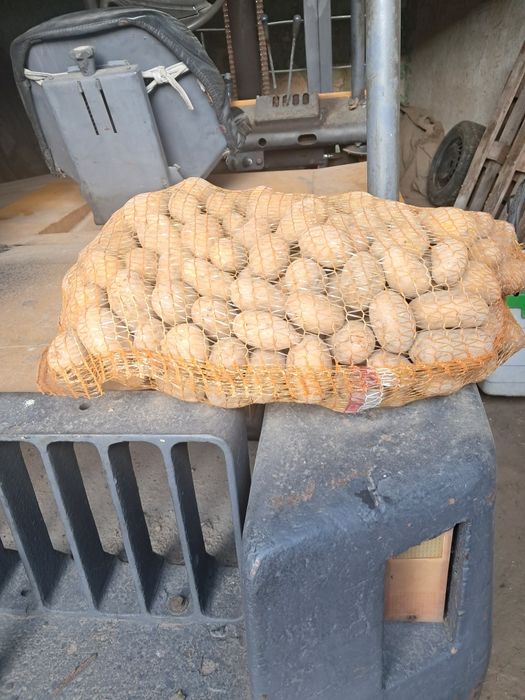 Ziemniaki w kaliber sadzeniakowy Queen Anne