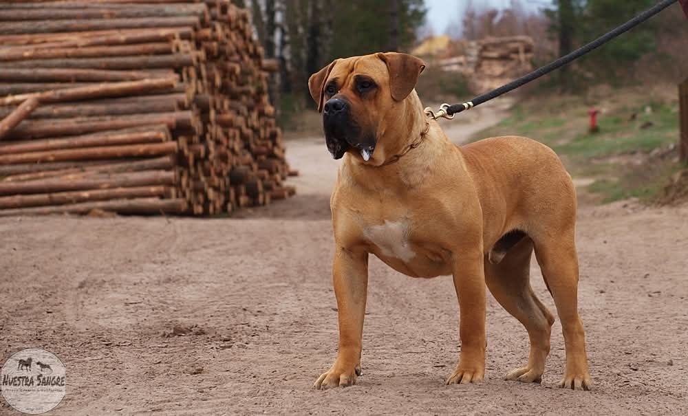 Hodowla Presa Canario! ZKwP/FCI