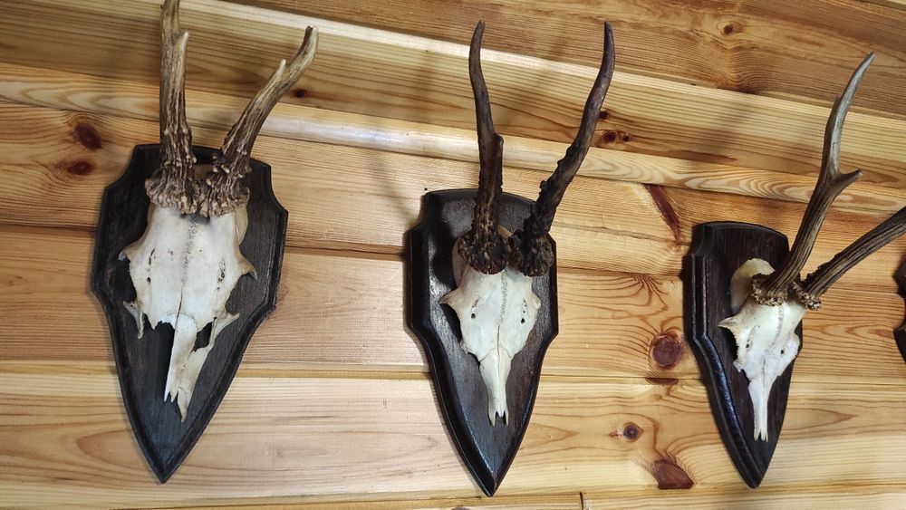 Poroże, parostki, rogi