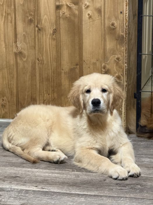 Золотистый ретривер!!!