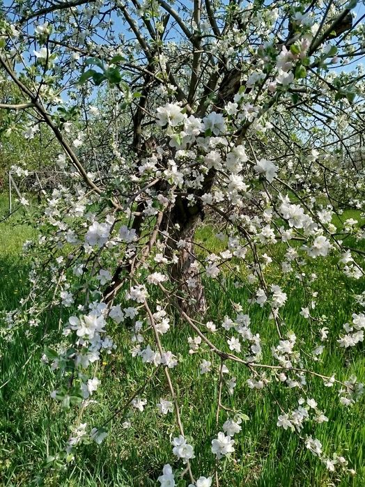 продам дачу м.Павлоград