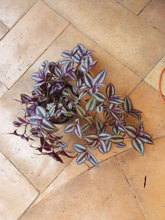 Duża trzykrotka - pasiastka zwisła