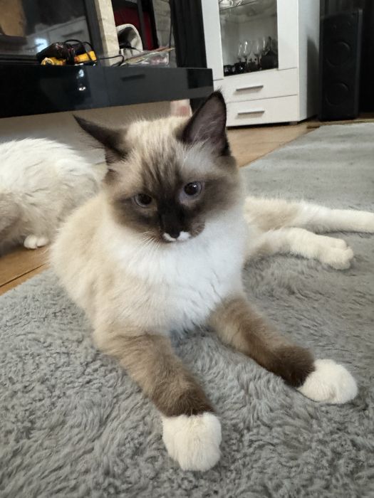 Kotka Ragdoll cudowna
