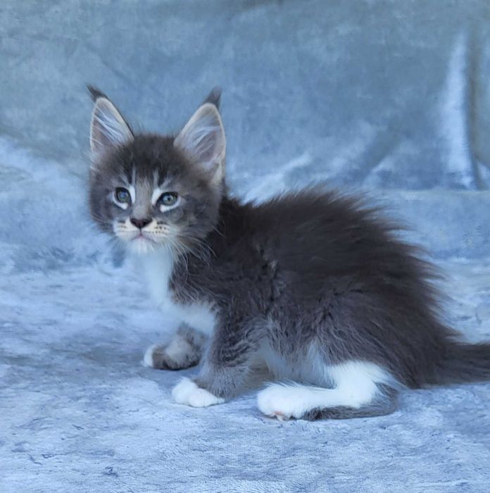 Kocurek Maine coon z rodowodem FPL