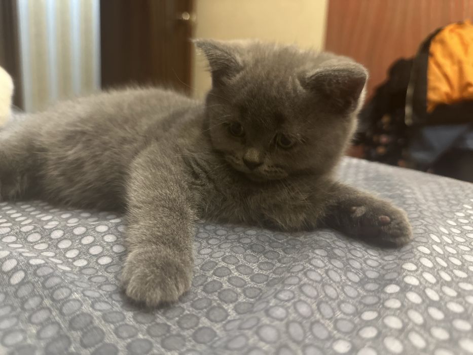 Продам веслоухих котят