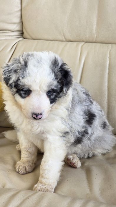Border Collie Blue Merle Macho (olho azul/olho verde)