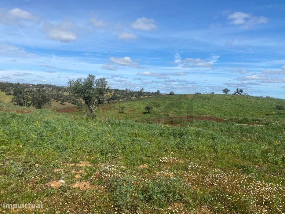 Terreno Rustico com Olival em Vila Nova de São Bento - Serpa