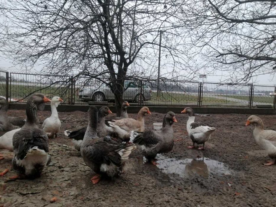 Sprzedam kury gęsi perliczki