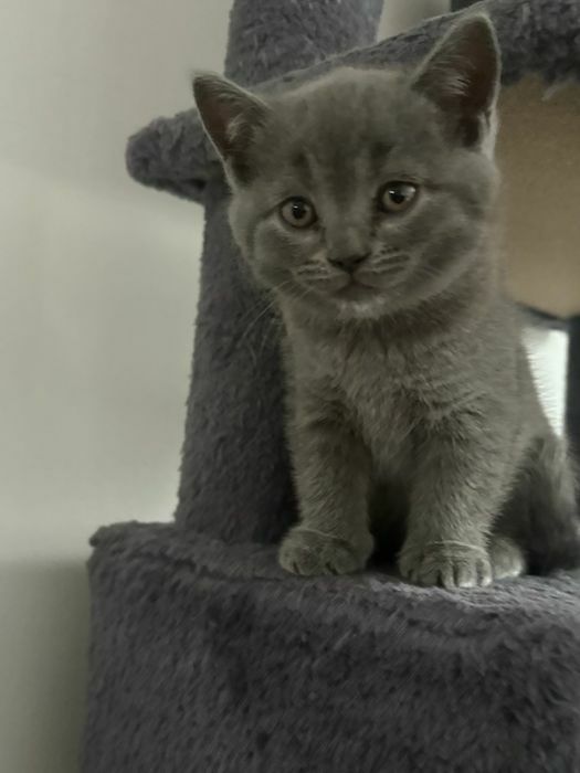 Kotek brytyjski z rodowodem