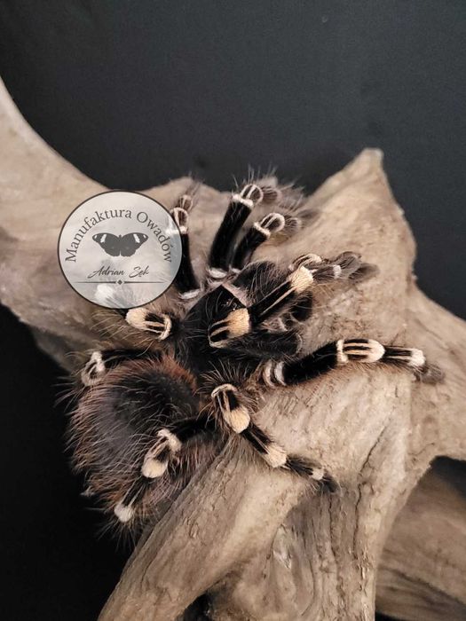 Ptasznik Acanthoscurria geniculata 2DC NS - Ptasznik białokolanowy