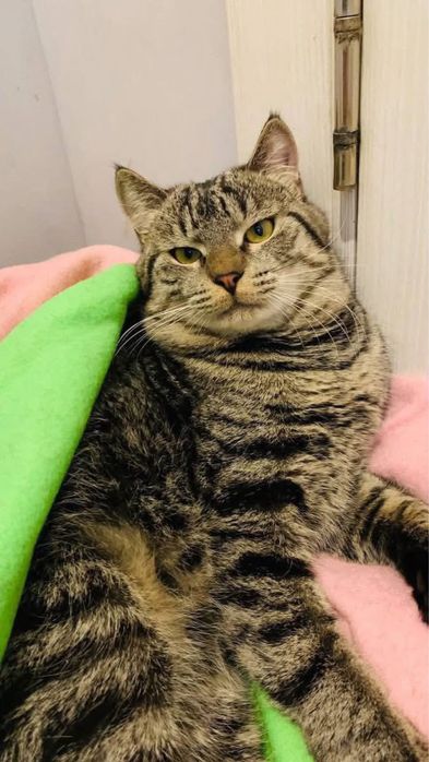 дуже ласкавий та вихований котик шукає сімʼю