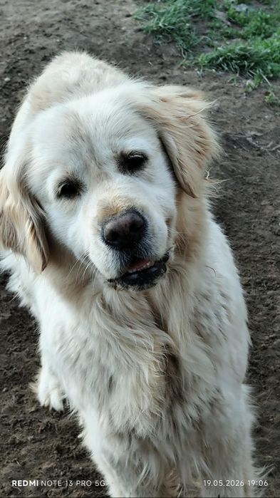 Golden Retriever sunia