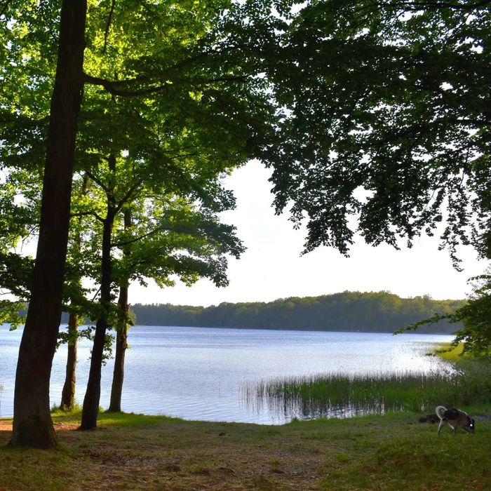 Święta w lesie, 2h od Szczecina. Jelenino Domek nad jeziorem