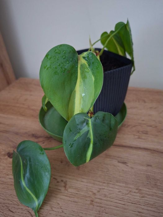 Philodendron brasil,sadzonka ukorzniona bez doniczki