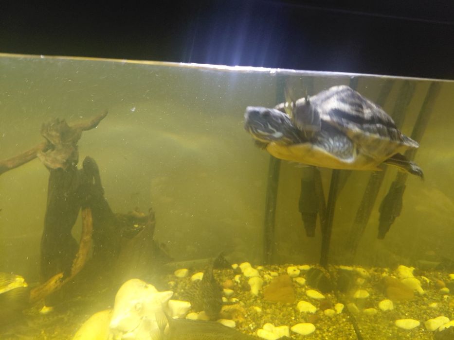 Żółw chiński! Niska cena przy dobrych warunkach moge zejsc do 150