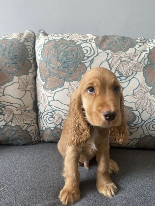 Англійський кокер спаніель