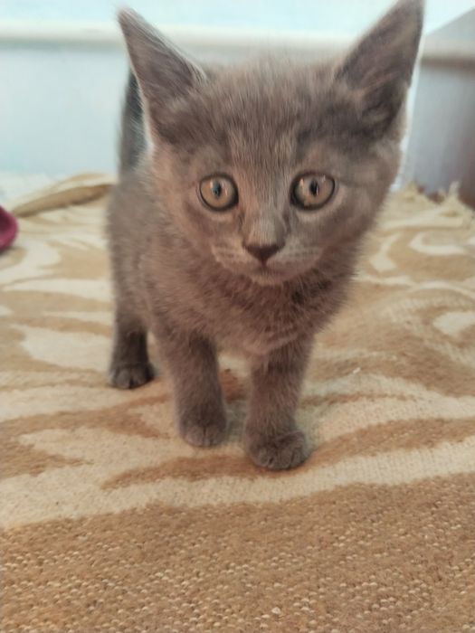 Кошенята домашні
