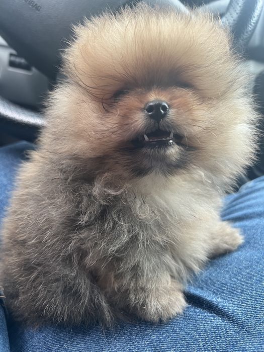 Пропонуємо для вязки нашого красення