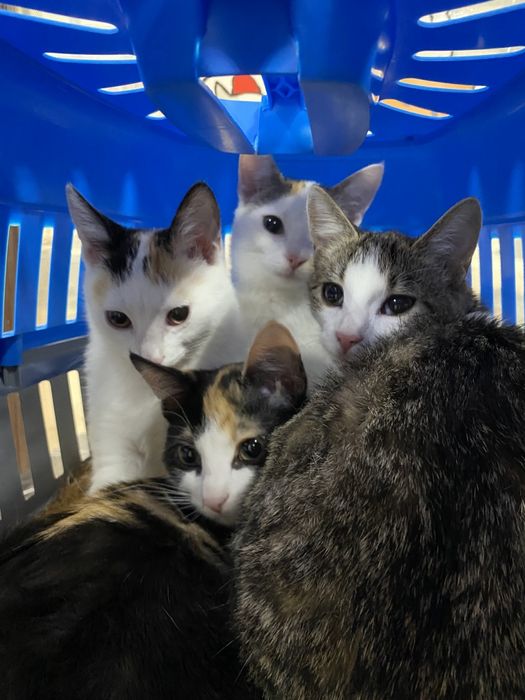 Milutkie kocie siostry szukają domu