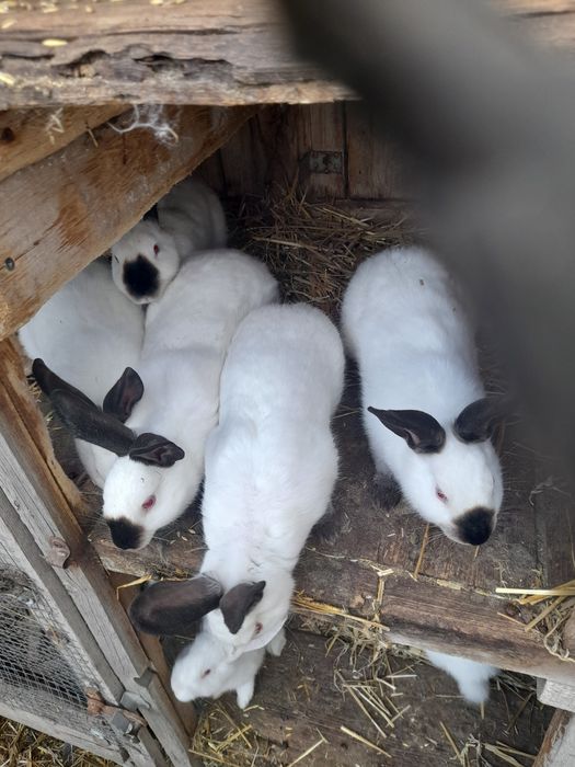 Kalifornijski czarny