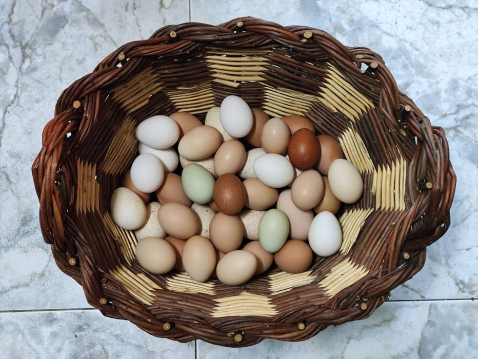 Ovos frescos Caseiros