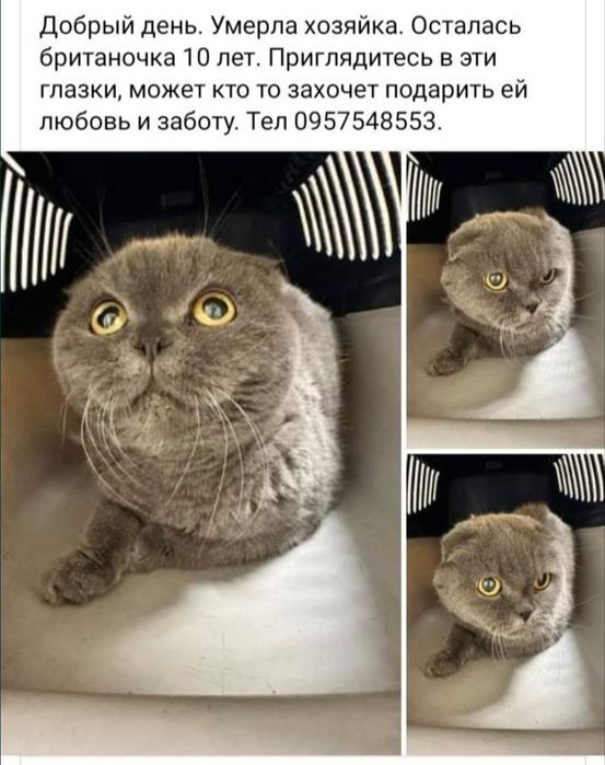 Отдам даром в добрые руки кошечку породы шотландская вислоухая