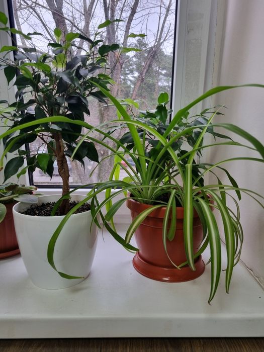 Фікус бенджаміна, качуконосний плющ,