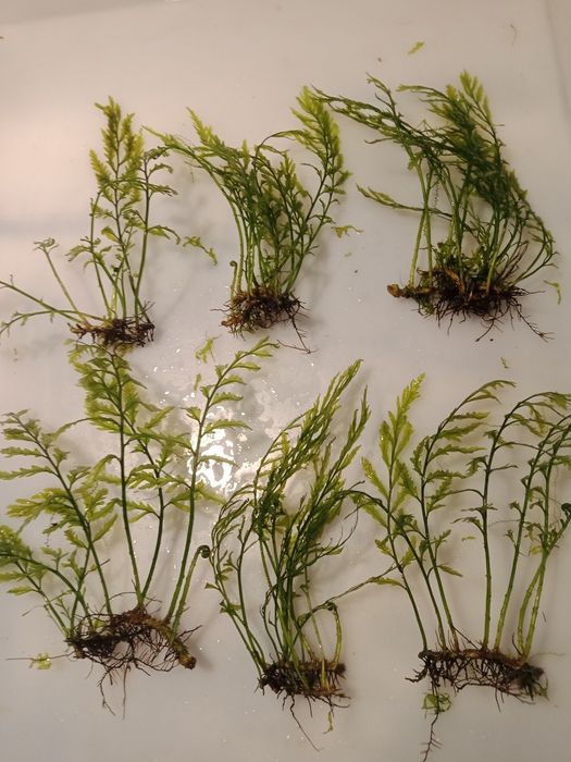 Bolbitis Heudelofii paproć wodna roślina akwariowa od 10zł