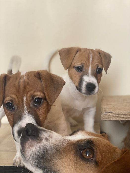 Джек рассел цуценя, вакциновані, ветпаспорт