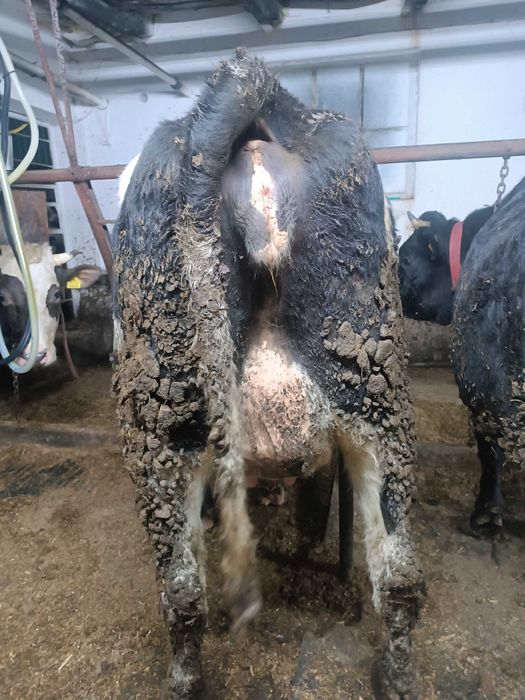 Sprzedam jałówki wycielone i wysokocielne