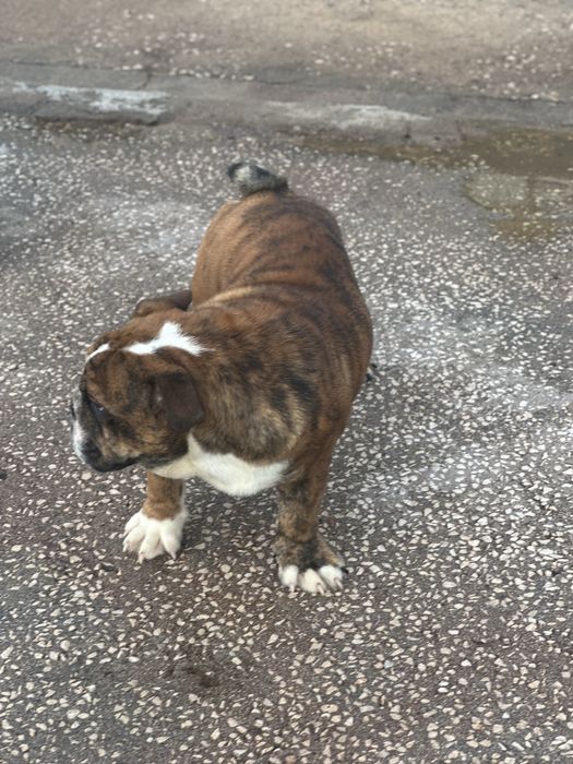 Bulldog ingles macho