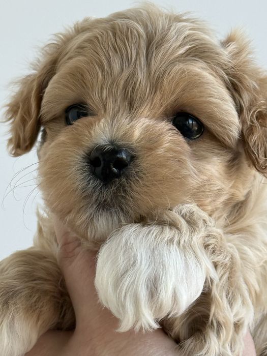 Хлопчик мальтіпу шукає найкращу родину