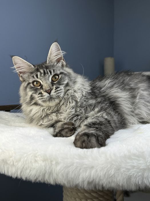 Крупная и меховая девочка мейн кун  месяца серебро