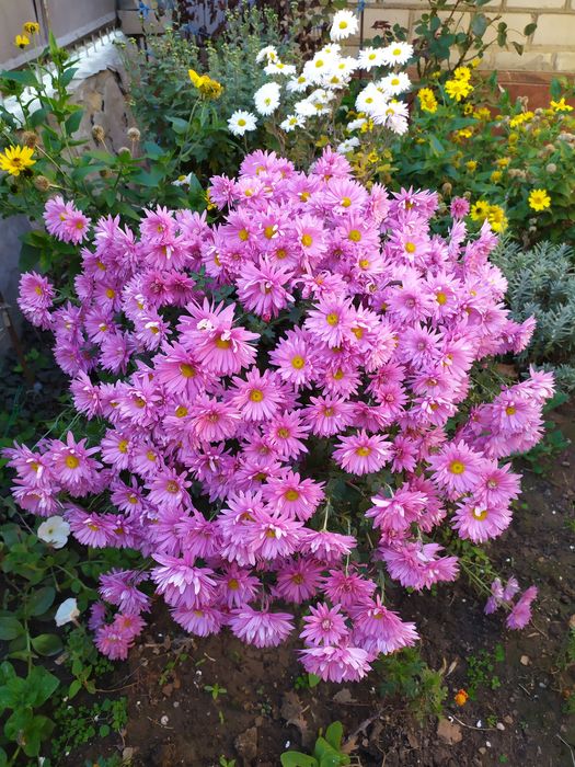 Хризантеми, клематіси