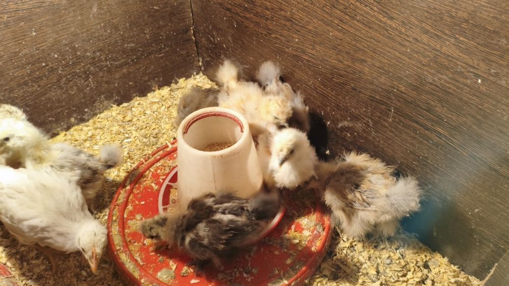 Pintos de sedosas do japao