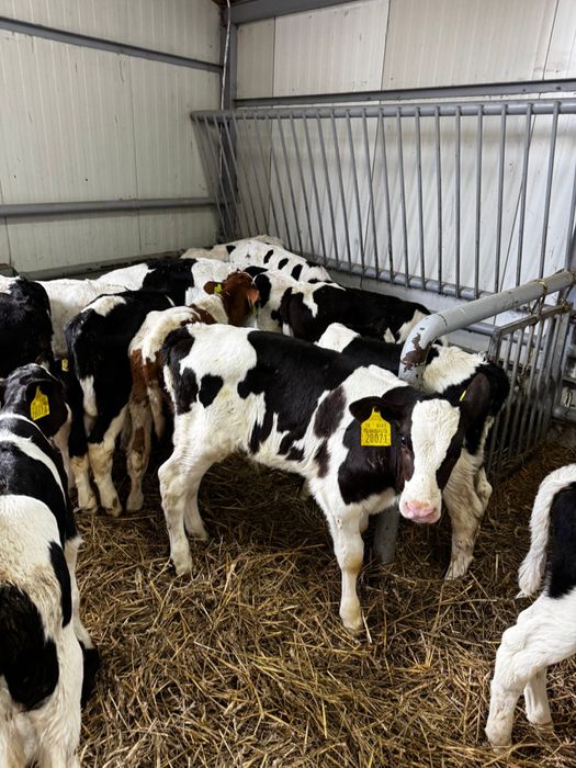 Byczki mięsne i jałówki