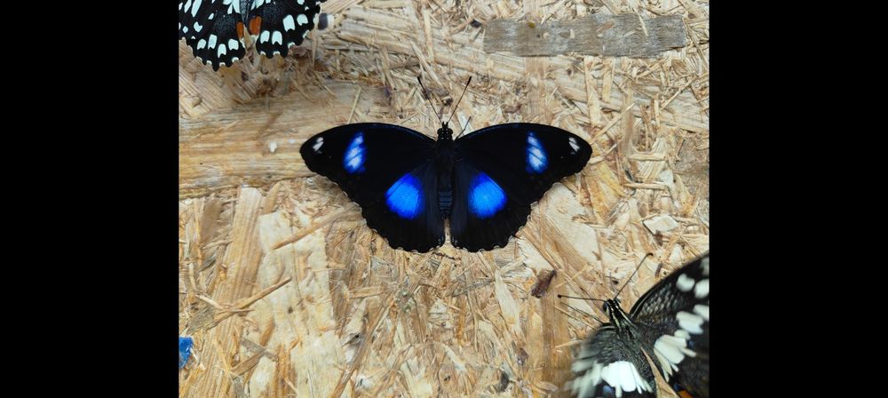 Suszone motyle do preparowania