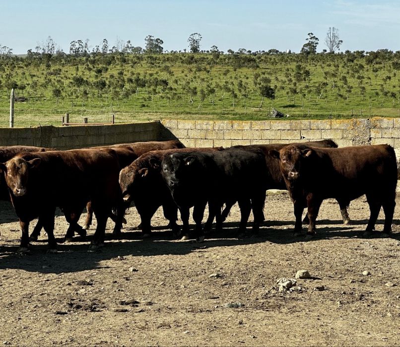 Novilhos angus registados