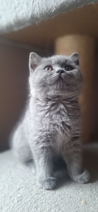 Kot brytyjski WCF SHK